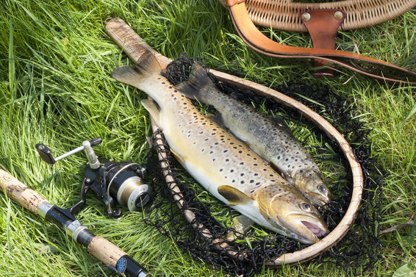 The Trout & Fishing Tools